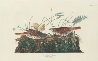 双色麻雀，1831年。 作者 罗伯特·哈维尔