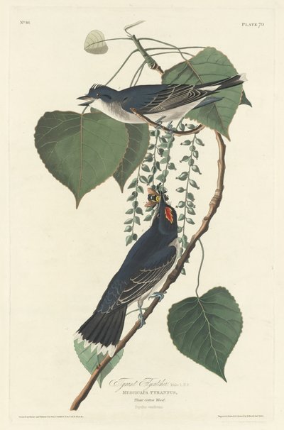 霸王鶲，1830年。 作者 罗伯特·哈维尔