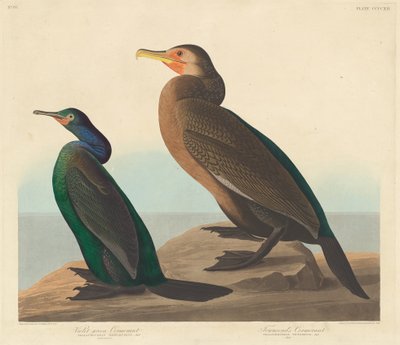 紫绿鸬鹚和汤森鸬鹚，1838年。 作者 罗伯特·哈维尔