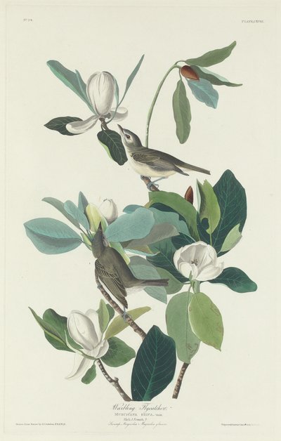 莺歌燕舞的飞鸟，1831年。 作者 Robert Havell