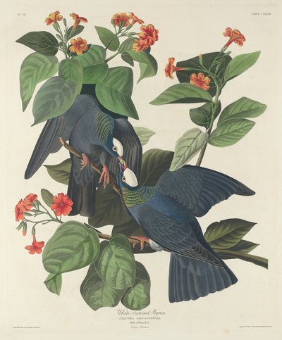 白冠鸽，1833年。 作者 Robert Havell