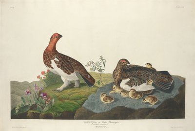 柳州格鲁斯，1834年。 作者 罗伯特·哈维尔