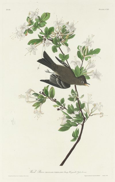 伍德-皮维，1831年。 作者 罗伯特·哈维尔