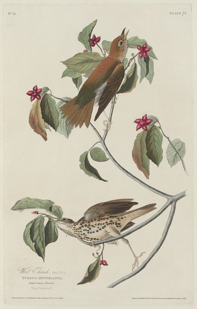 木鸫，1829年。 作者 Robert Havell
