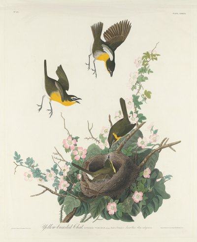 黄胸女郎，1832年。 作者 罗伯特·哈维尔
