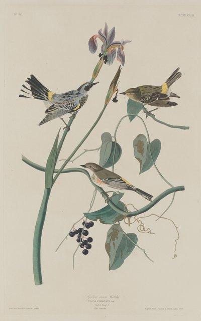 黄冠莺，1832年。 作者 罗伯特·哈维尔