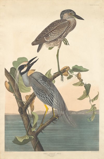 黄冠鹭，1836年。 作者 罗伯特·哈维尔