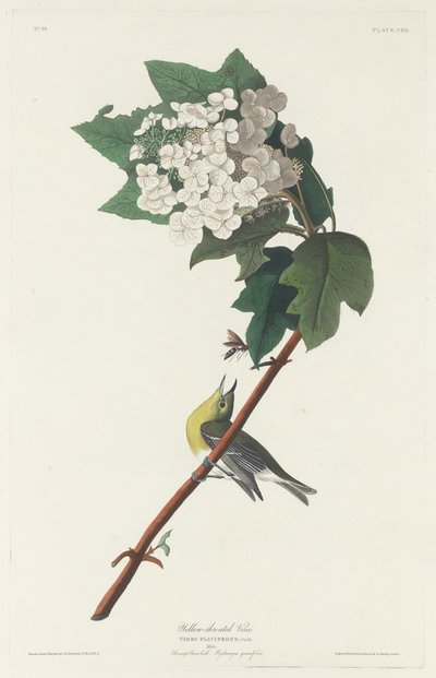 黄喉维瑞欧，1831年。 作者 罗伯特·哈维尔