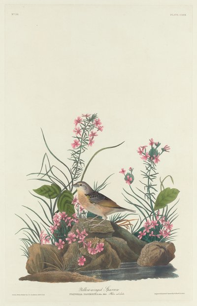 黄翅麻雀，1832年。 作者 罗伯特·哈维尔