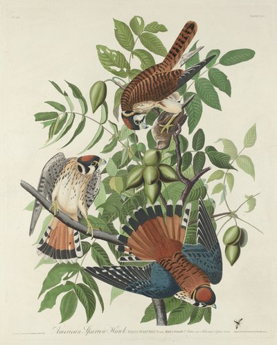 美国麻雀鹰 作者 Robert Havell after John James Audubon