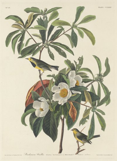 巴赫曼的莺鸟 作者 Robert Havell after John James Audubon