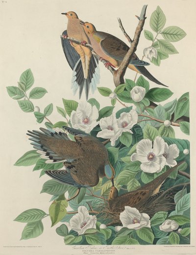 卡罗莱纳鸽子或斑鸠 作者 Robert Havell after John James Audubon