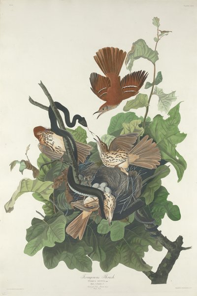 费氏鸫（Ferruginous Thrush） 作者 约翰·詹姆斯·奥杜邦之后的罗伯特·哈维尔
