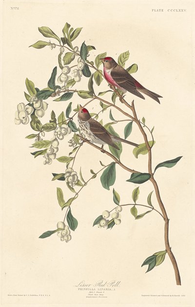 小红雀 作者 Robert Havell after John James Audubon
