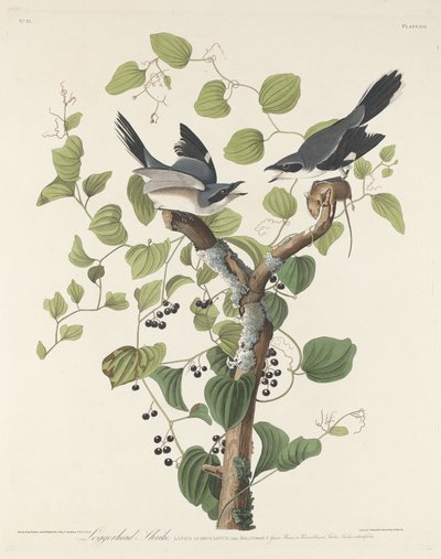 罗格海德鵙（Loggerhead Shrike） 作者 约翰·詹姆斯·奥杜邦之后的罗伯特·哈维尔