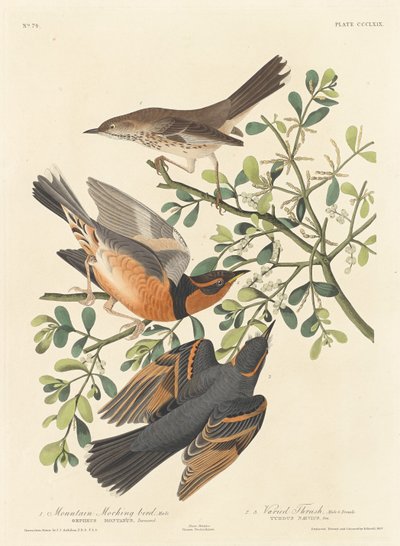山知更鸟和变色鸫 作者 Robert Havell after John James Audubon