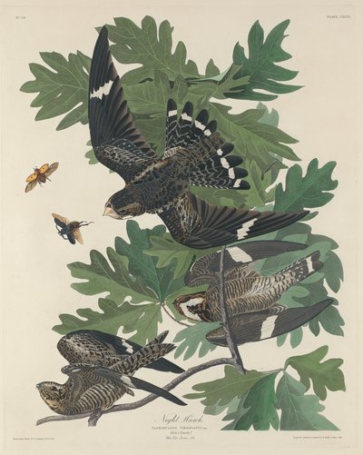 夜鹰 作者 Robert Havell after John James Audubon