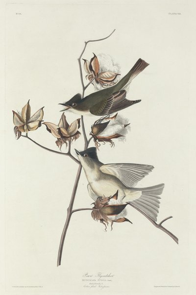 Pewit Flycatcher 作者 约翰·詹姆斯·奥杜邦之后的罗伯特·哈维尔