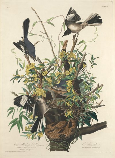 嘲笑鸟 作者 Robert Havell after John James Audubon