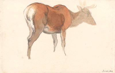 雄鹿 作者 罗伯特·希尔斯