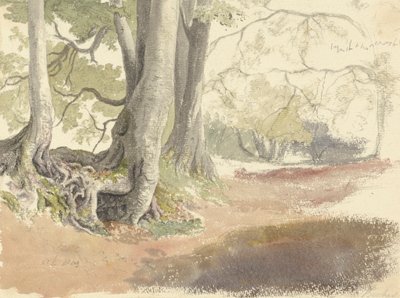 榉树 作者 Robert Hills