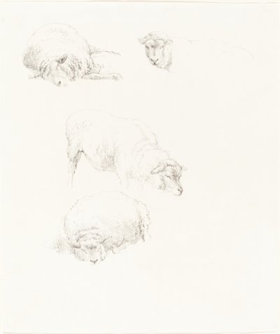 对绵羊的研究 作者 罗伯特·希尔斯