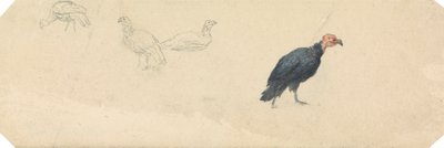 对土耳其的研究 作者 罗伯特·希尔斯