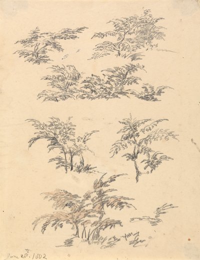 蕨类植物研究 作者 Robert Hills