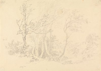 冬青树的研究 作者 Robert Hills