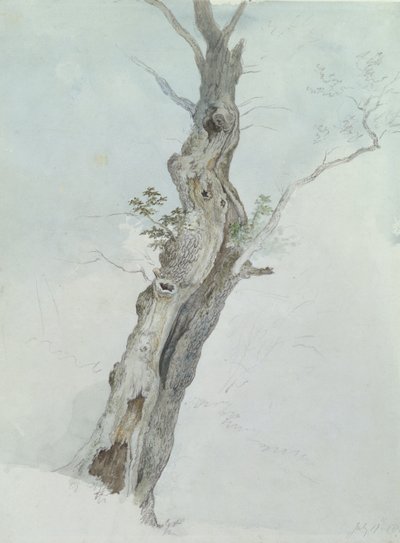 树木研究，c.1800-05（纸上石墨） 作者 罗伯特·希尔斯