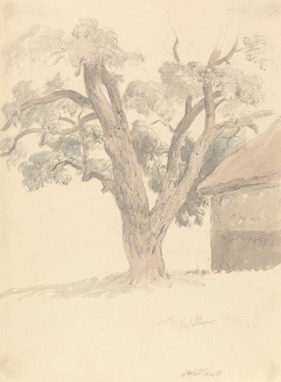 核桃树 作者 罗伯特·希尔斯