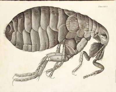 来自Micrographia的跳蚤的横截面，酒吧。 1665年 作者 罗伯特·胡克