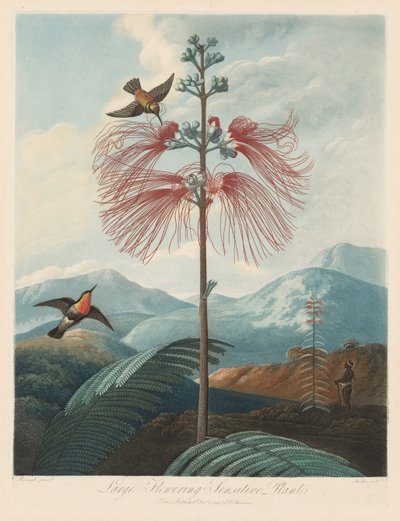 植物神庙或自然花园：大型开花敏感植物，1799-1807年。 作者 罗伯特·约翰·桑顿