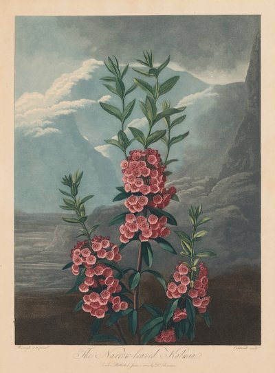 植物神庙或自然花园：窄叶的卡尔米亚，月桂树，1804年。 作者 罗伯特·约翰·桑顿