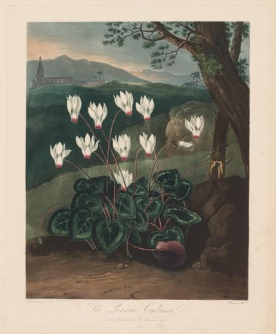 植物神庙或自然花园：波斯仙客来，1799-1807年。 作者 罗伯特·约翰·桑顿