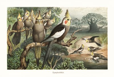 一群玄凤鹦鹉 (Nymphicus hollandicus) 在水坑里。 1882（彩色平版印刷） 作者 罗伯特·克雷奇默