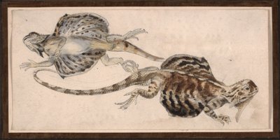 蜥蜴（彩色石版画） 作者 罗伯特·克雷奇默