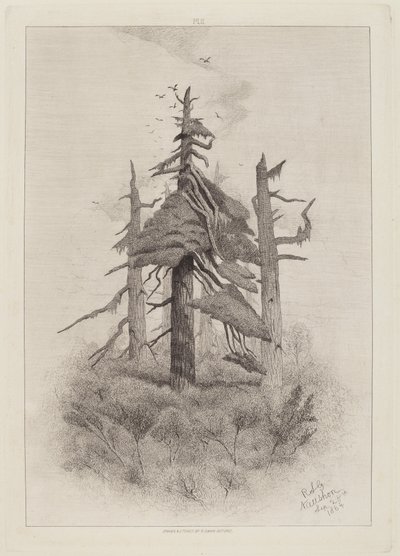 瑙山岛的古树 [板块2] 作者 罗伯特·斯温·吉福德