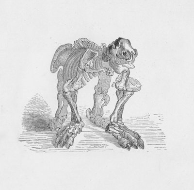 Megatherium的骨架，c1885，1890年 作者 罗伯特·泰勒·普里切特