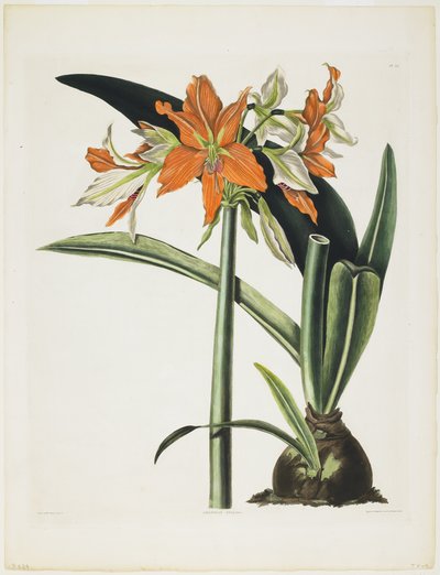 Amaryllis fulgida（Striped-Tubed Amaryllis），1831-34（带雕刻的印花，彩色印刷和手工着色） 作者 罗伯特·哈弗尔