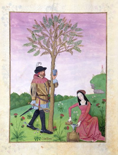 Fr女士Fv VI＃1 fol.162v从树上汲取汁液，插图取自Mattheaus Platearius（dc1161）c.1470（牛皮纸）的“简单药品大全” 作者 罗宾特·德斯塔德