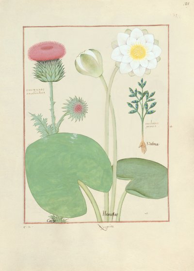 羽毛蓟，睡莲和蓖麻子植物，从简单的药物书的例证，由Mattheaus Platearius 作者 罗宾特·德斯塔德