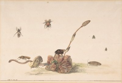 各种昆虫的真菌，1681年。 作者 罗克斯·范·维恩