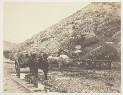 牛和马车，离开巴拉克拉瓦，1855年。 作者 罗杰芬顿