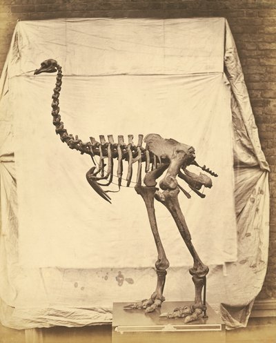 Dinornis Elephantopus Dinosaur 作者 罗杰芬顿