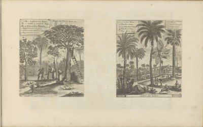 Landschappen met mangobomen, kokos- en palmbomen
Fruits de l