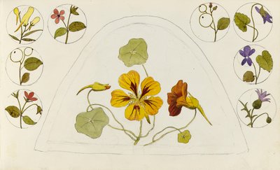 金莲花和其他花卉的设计 作者 粉红板