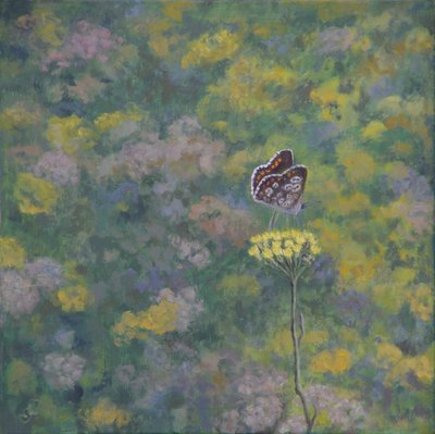 Brown Argus (after photo by Sara Crow) 作者 露丝·艾迪纳尔