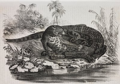 凯门鳄和美洲虎，萨尔瓦托·普利亚 (Salvatore Puglia) 石版画，来自 Poliorama Pittoresco，n 16，11 月 25 日 作者 萨尔瓦多·普利亚