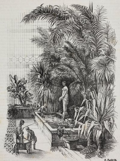 拉奥孔和他的儿子们，罗马雕像，萨尔瓦多·普利亚版画，来自 Poliorama Pittoresco，n 1，8 月 13 日 作者 Salvatore Puglia